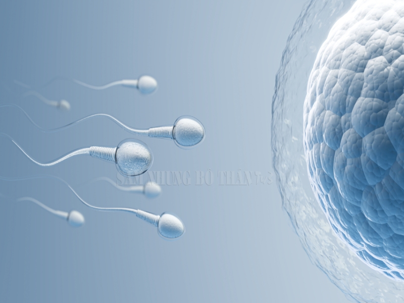 Tinh trùng khỏe mạnh quyết định khả năng thụ thai
